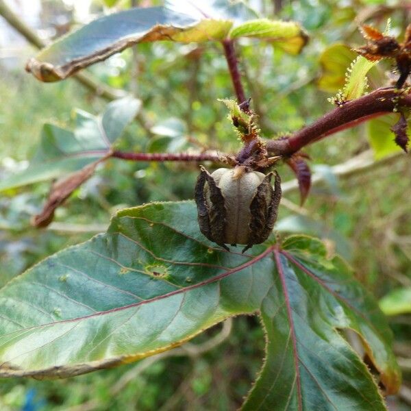 Jatropha gossypiifolia Fruit