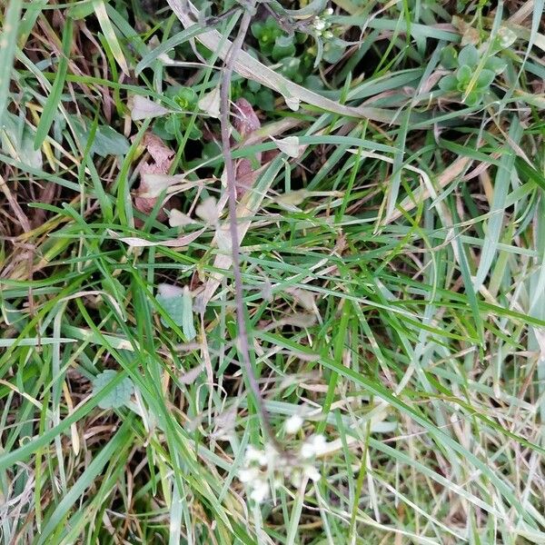 Capsella bursa-pastoris Fruit