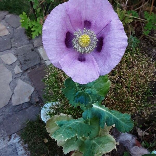 Papaver somniferum 整株植物