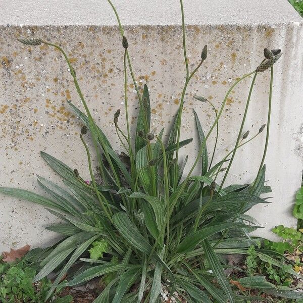 Plantago argentea অভ্যাস