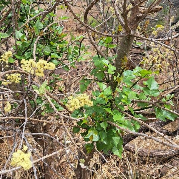 Pisonia aculeata Folla