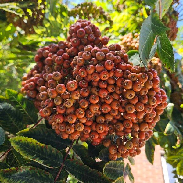 Sorbus aucuparia Plod