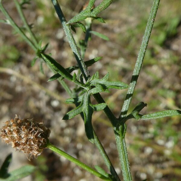 Centaurea paniculata Habit