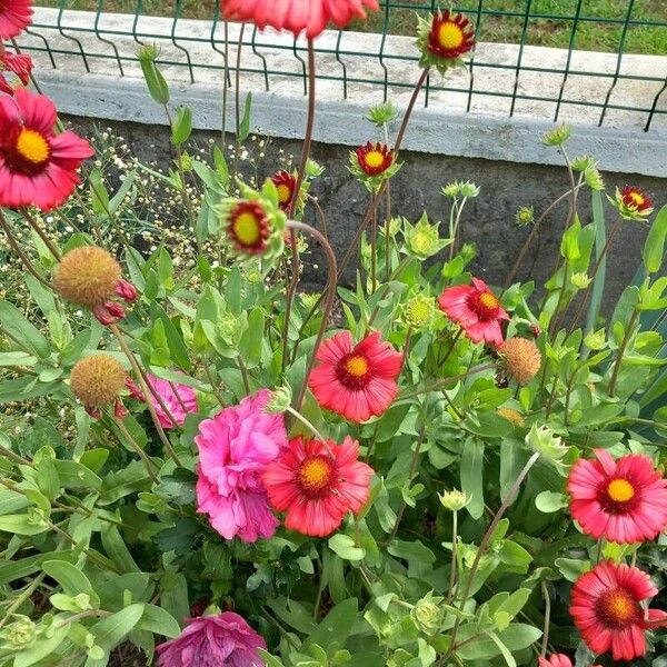 Gaillardia pulchella Flors