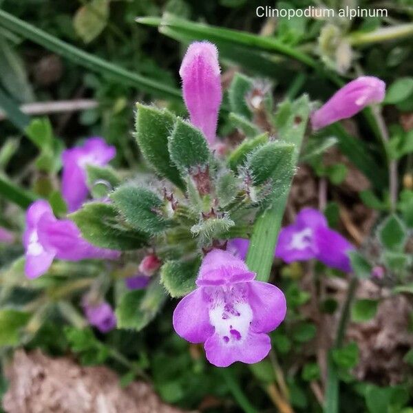 Clinopodium alpinum फूल