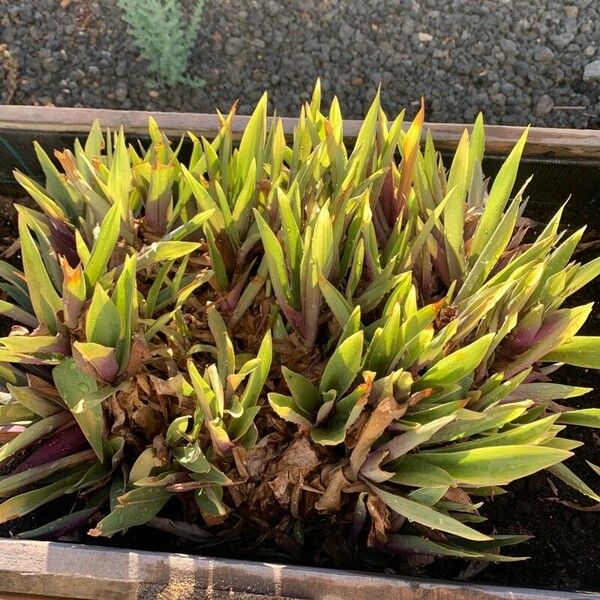 Tradescantia spathacea Fulla