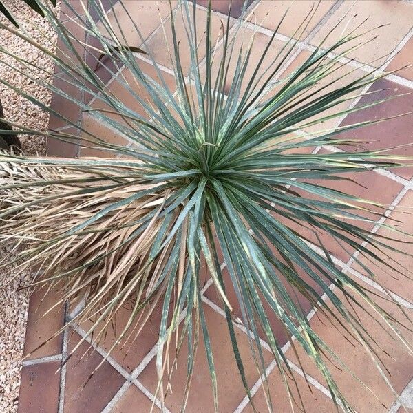 Yucca thompsoniana Leaf