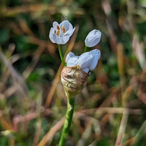 Allium subhirsutum अन्य