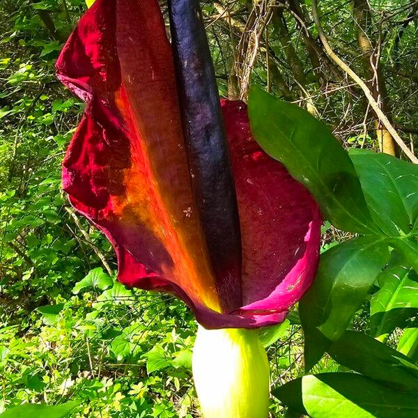 Dracunculus vulgaris 花