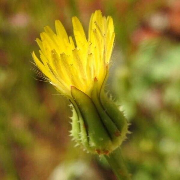 Urospermum picroides Floro