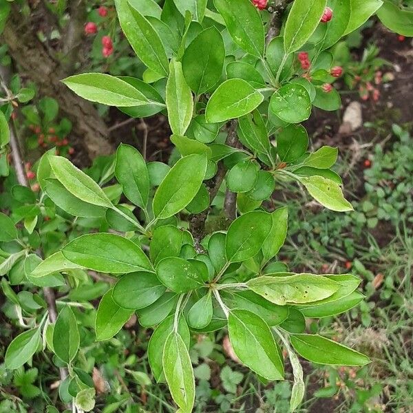 Malus sylvestris Blad