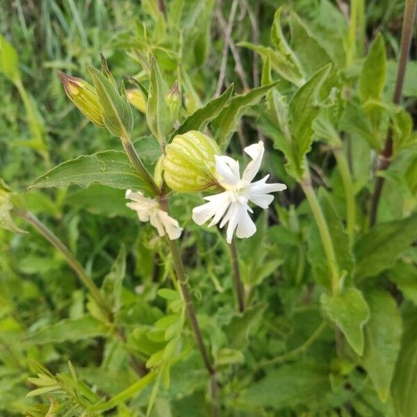 Silene dichotoma Žiedas