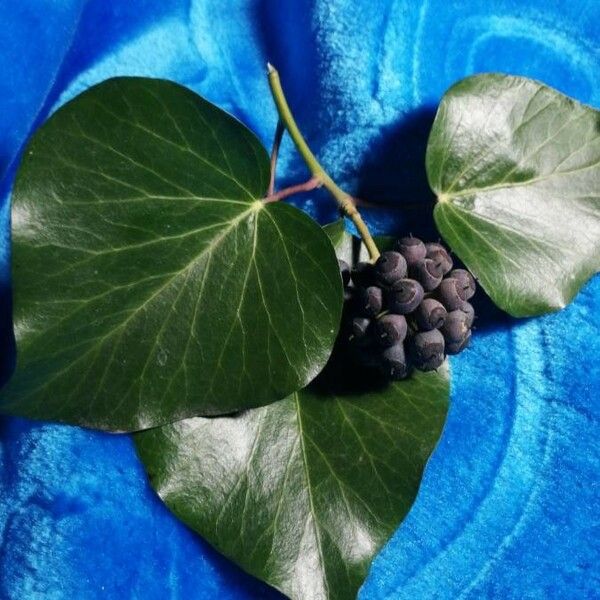 Hedera helix Leaf