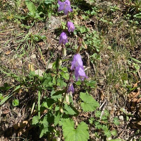 Campanula trachelium Flor