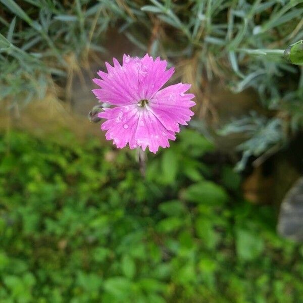 Dianthus plumarius Blomma