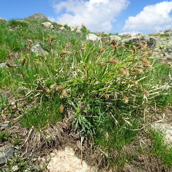 Carex sempervirens موطن