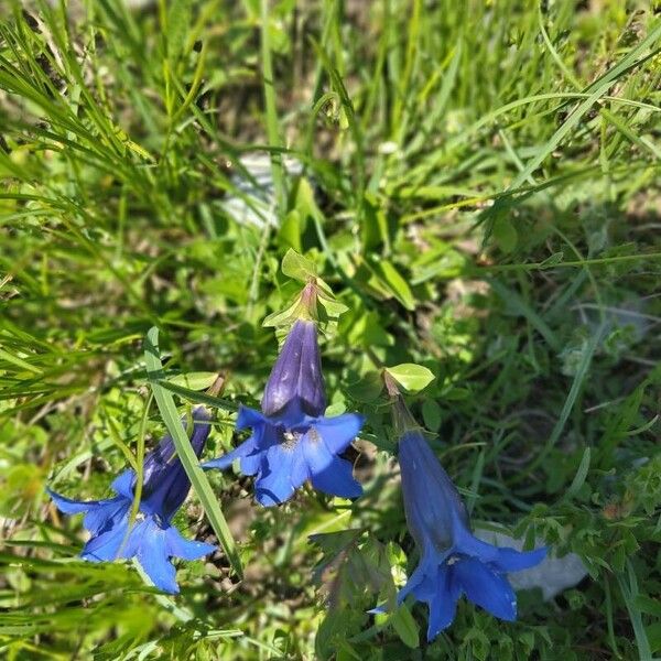 Gentiana acaulis 花