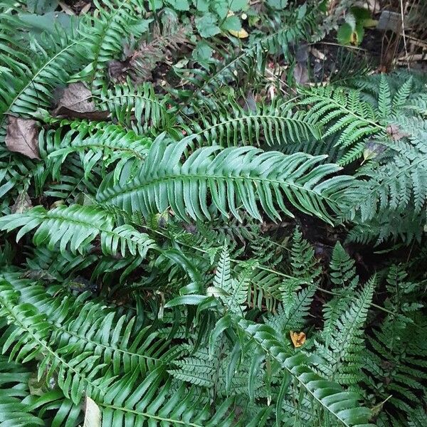 Polystichum munitum Habit