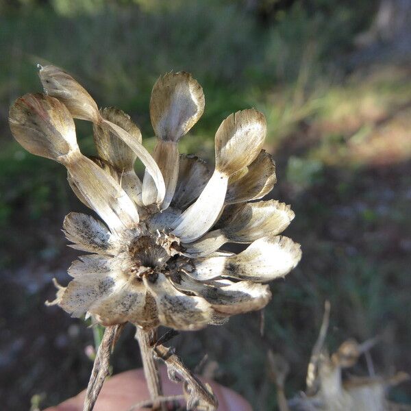 Rhaponticum coniferum 果實