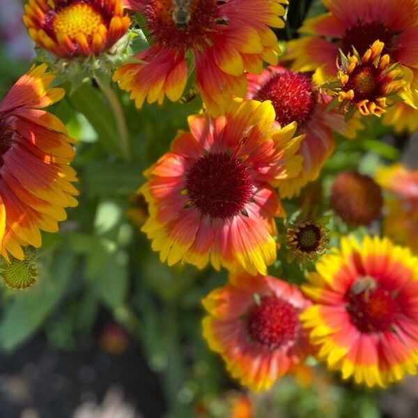 Gaillardia aristata Цвят