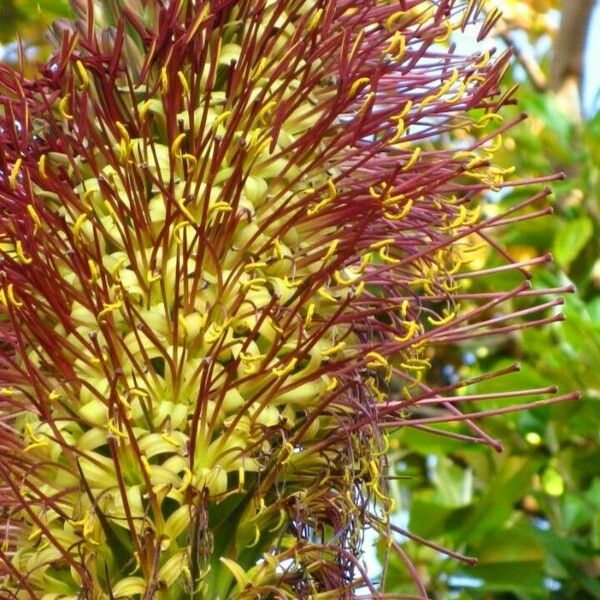 Agave filifera Kwiat