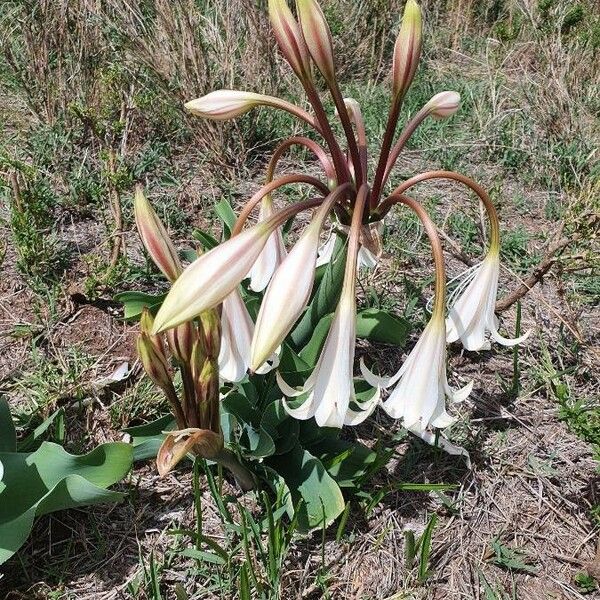 Crinum macowanii Kvet