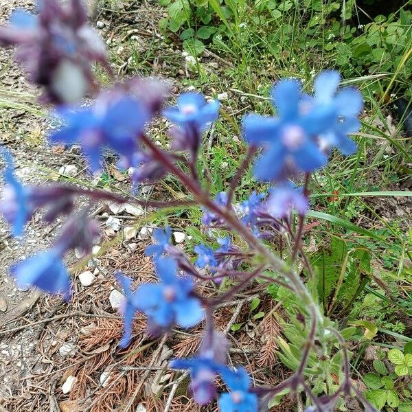 Anchusa azurea Virág