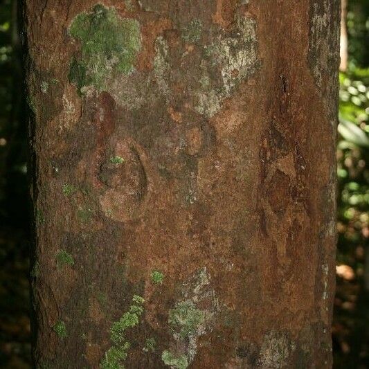 Ecclinusa guianensis Kora