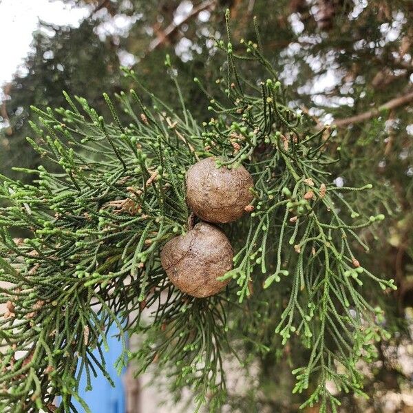 Cupressus sempervirens Folha