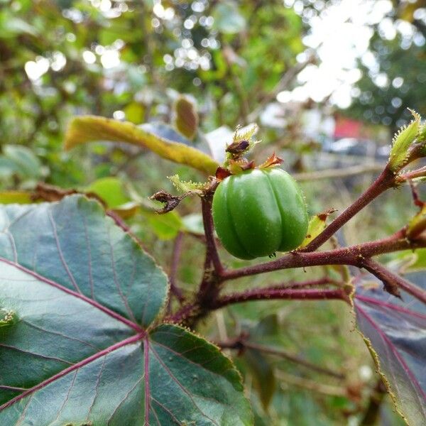 Jatropha gossypiifolia Fruit