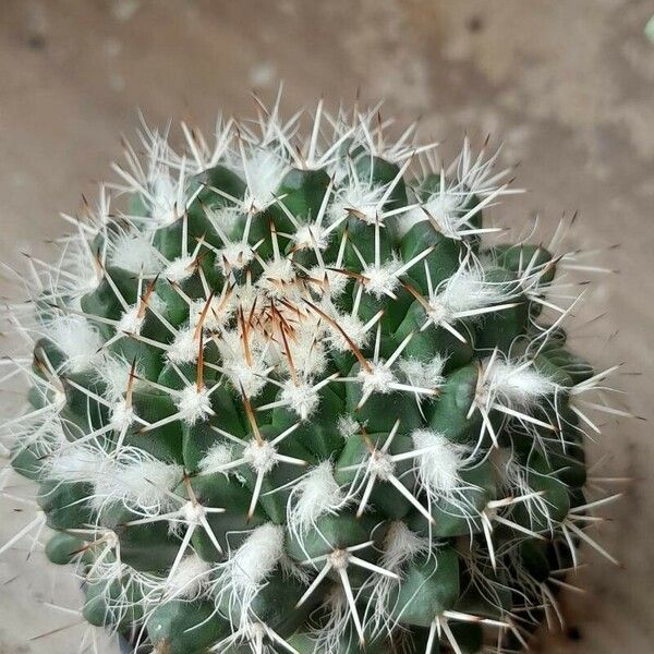 Mammillaria karwinskiana Hoja