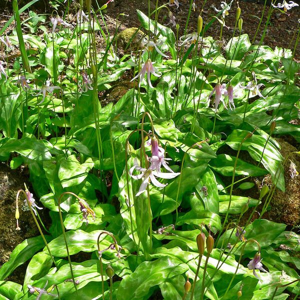 Erythronium revolutum Συνήθη χαρακτηριστικά