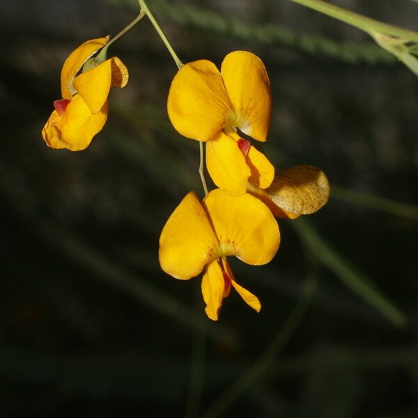 Sesbania herbacea 花