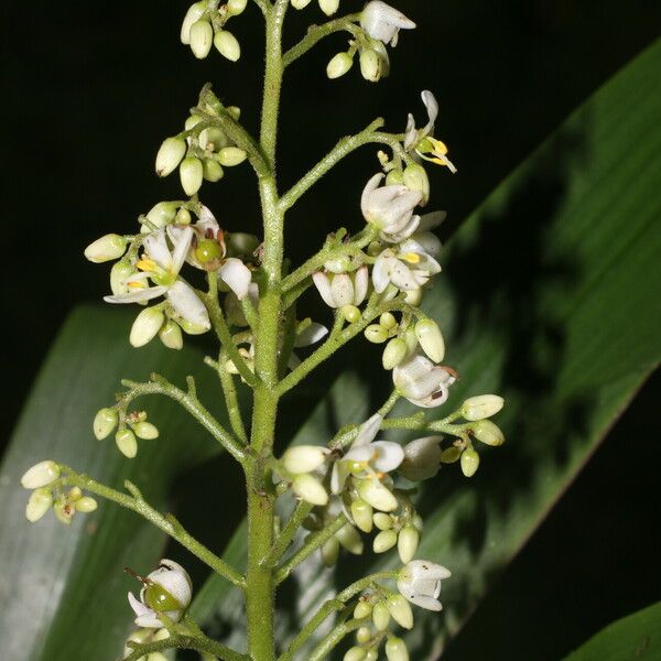 Xiphidium caeruleum Flower