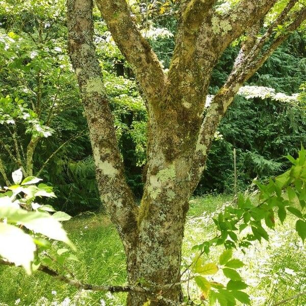 Acer cissifolium Bark