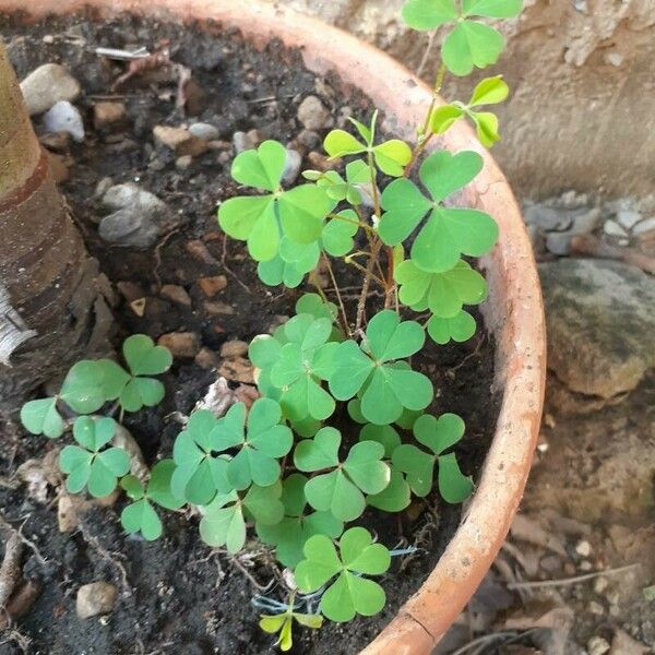 Oxalis stricta ഇല