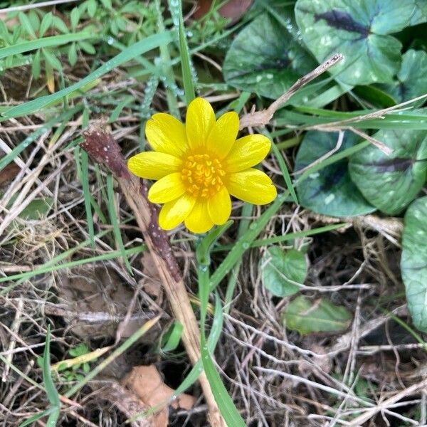 Ranunculus bullatus Flower