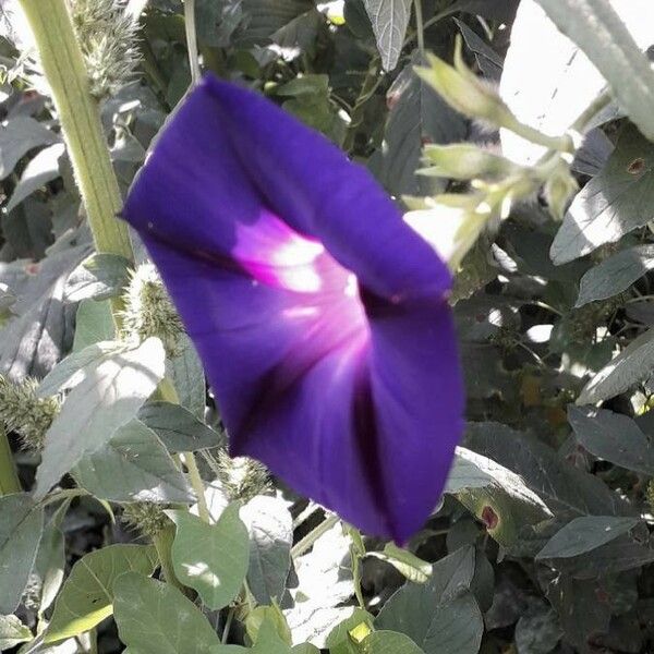 Ipomoea purpurea Flor