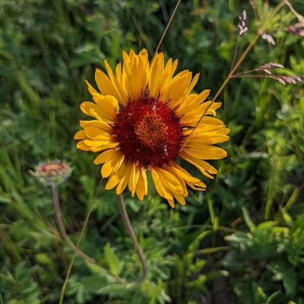 Gaillardia aristata Blomma