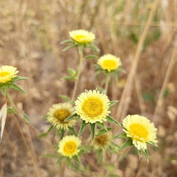 Pallenis spinosa Flower