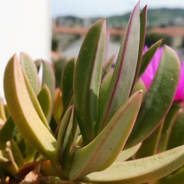 Carpobrotus acinaciformis পাতা