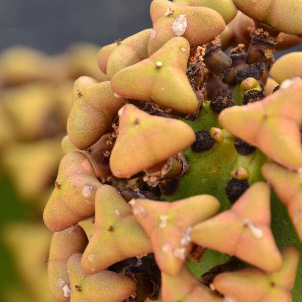 Euphorbia canariensis Fruit