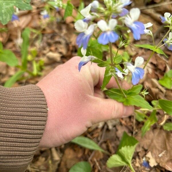 Collinsia verna Цвят