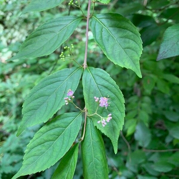 Callicarpa dichotoma Folha