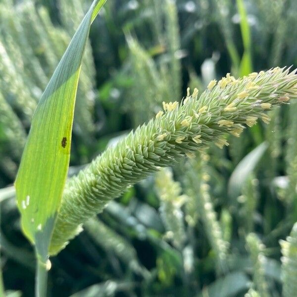 Phalaris minor Blomst