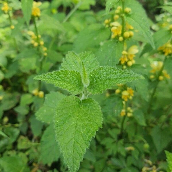 Lamium galeobdolon ᱥᱟᱠᱟᱢ