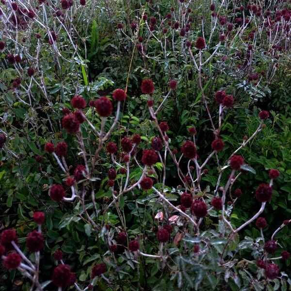 Sanguisorba officinalis Pokrój