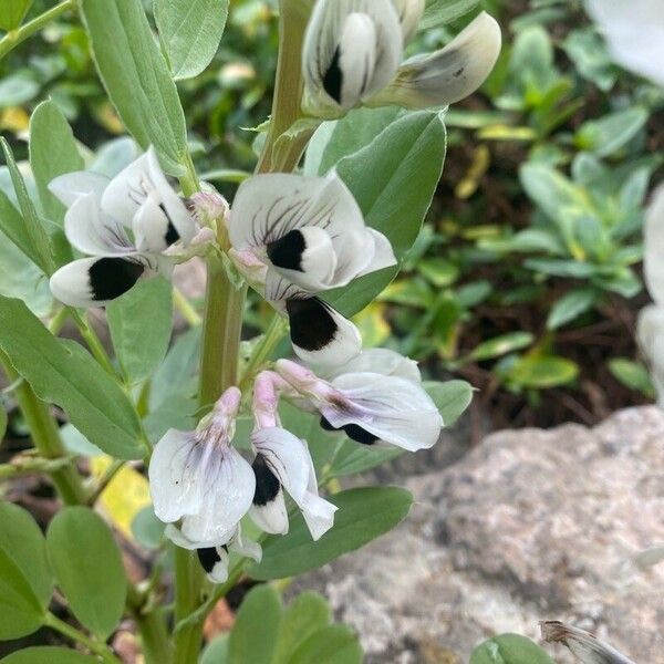 Vicia faba Flower