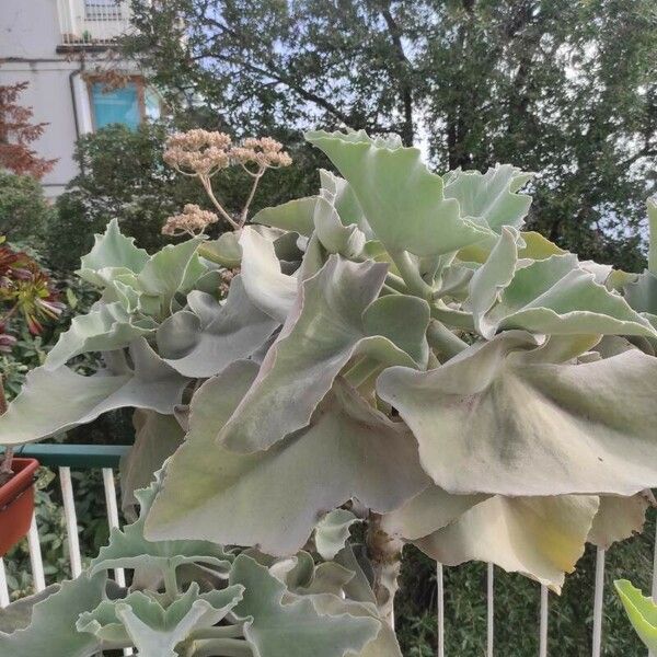 Kalanchoe beharensis Blatt