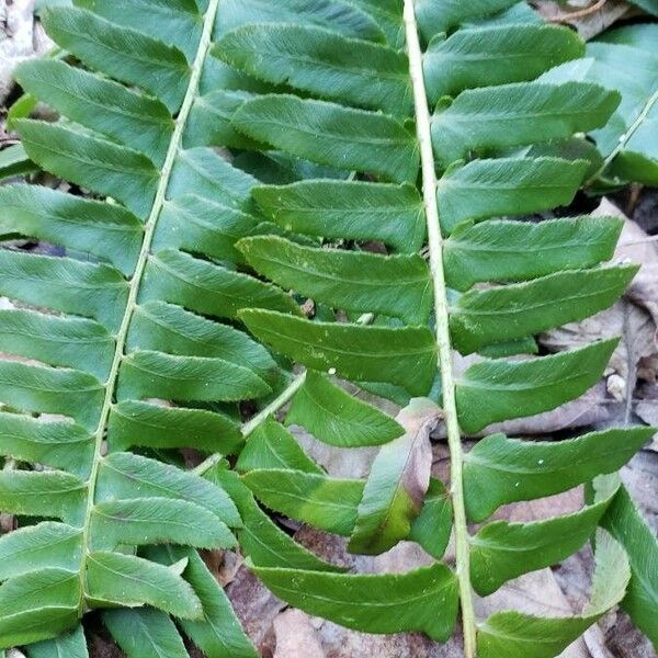 Polystichum lonchitis Deilen